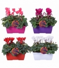 Cyclamen