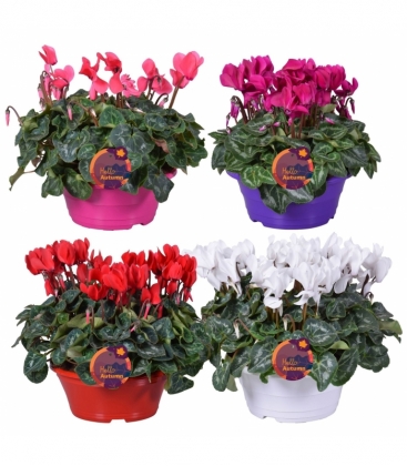Cyclamen