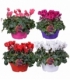 Cyclamen