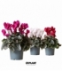 Cyclamen