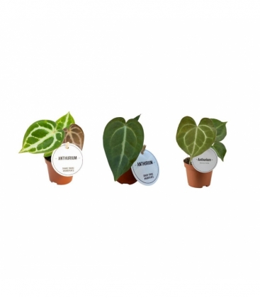 Anthurium