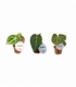 Anthurium