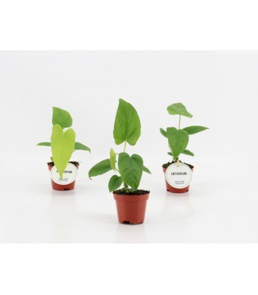 Anthurium