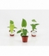 Anthurium
