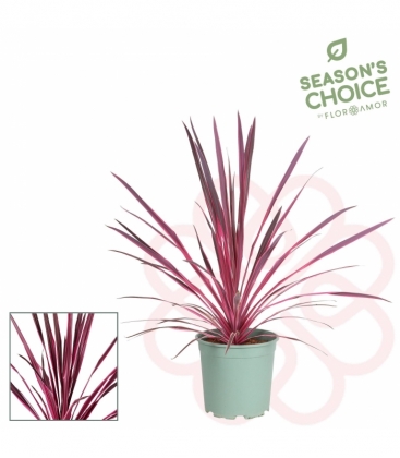 Cordyline