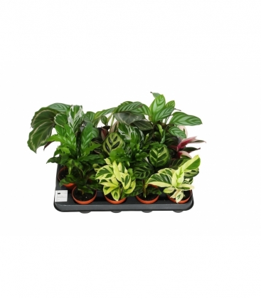 Calathea