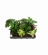 Calathea