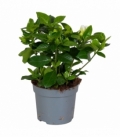 Gardenia