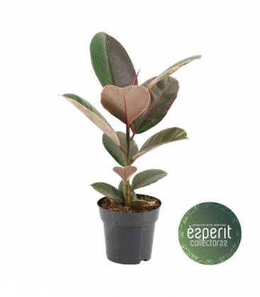 Ficus
