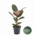 Ficus