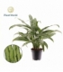 Aglaonema