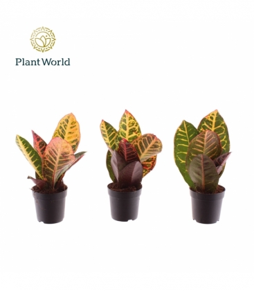 Croton