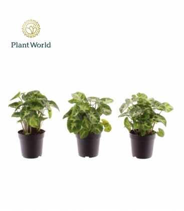 Syngonium