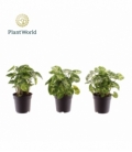 Syngonium