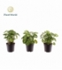 Syngonium