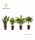 Indoor