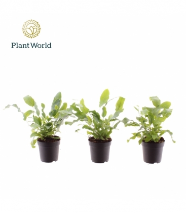 Phlebodium