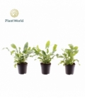 Phlebodium