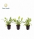 Phlebodium