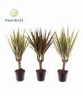 Dracaena