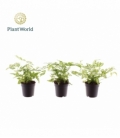 Pteris