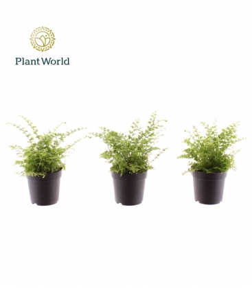 Nephrolepis