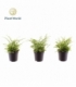 Nephrolepis