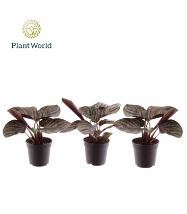 Calathea