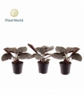 Calathea