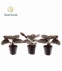 Calathea
