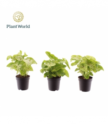 Syngonium
