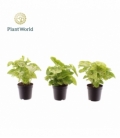 Syngonium