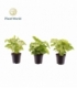 Syngonium