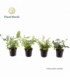 Fern