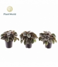 Peperomia