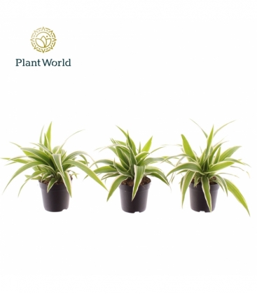 Chlorophytum