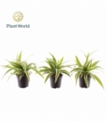 Chlorophytum