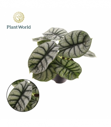 Alocasia