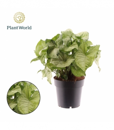 Syngonium