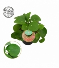 Pilea
