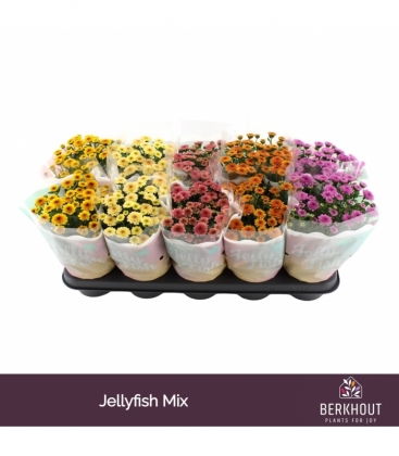 Chrysanthemum