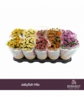 Chrysanthemum