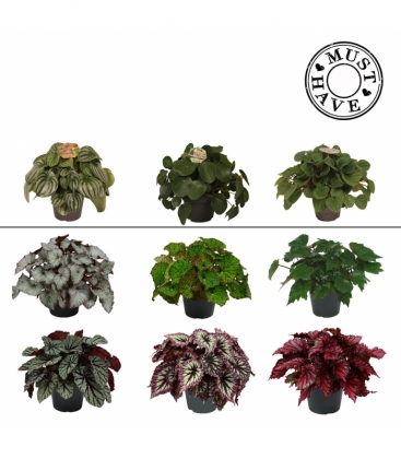 Begonia