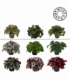 Begonia