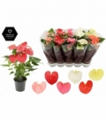 Anthurium
