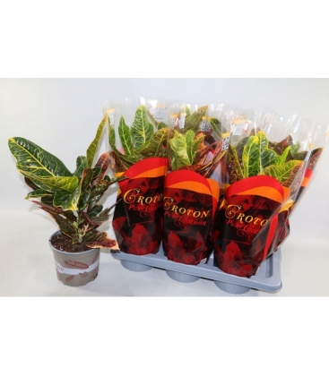 Codiaeum