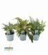 Fern