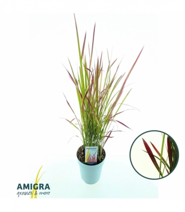 Imperata