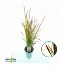 Imperata