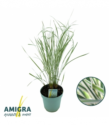 Calamagrostis